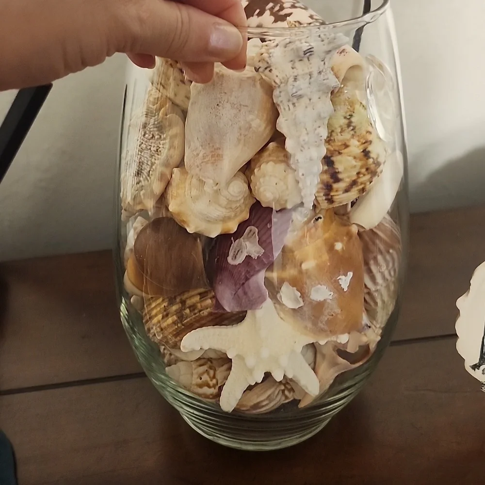 Shells - Picture 3 of 3